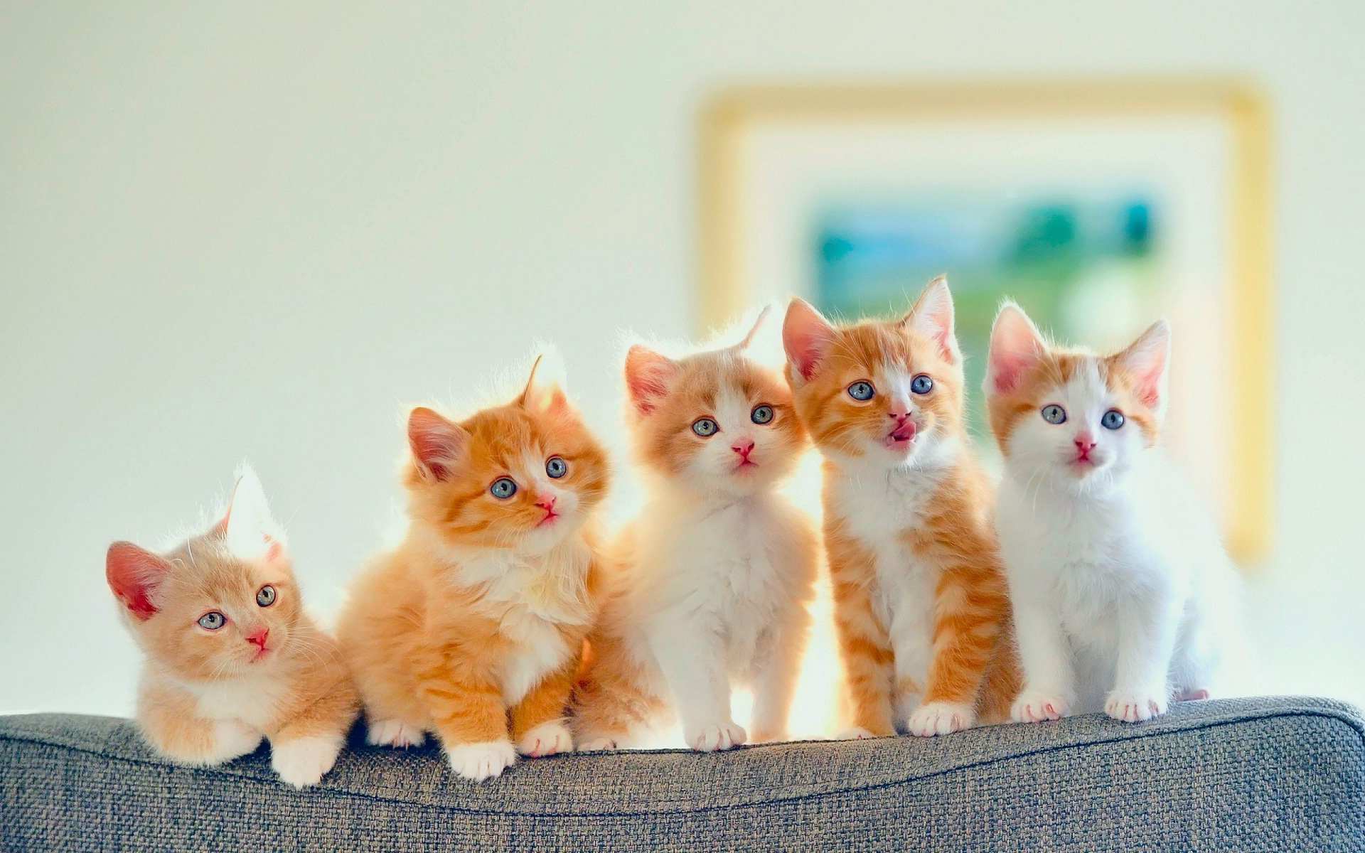 Cập nhật nhiều hơn 94 cute hình nền mèo chibi mới nhất  Tin học Đông Hòa
